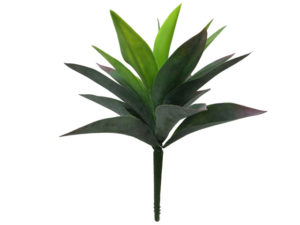 AGAVE