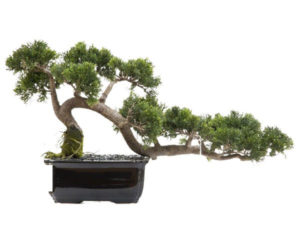 CEDAR BONSAI
