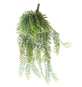 COLUMNEA VINE