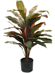 CORDYLINE BUSH