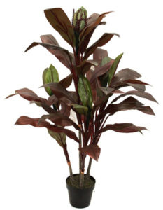 DRACENA PLANT