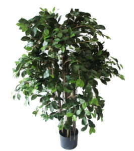FICUS RETUSA