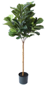FIDDLE LEAF TREE