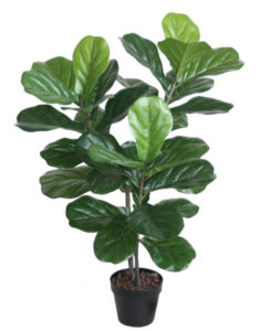 FIDDLE LEAF TREE