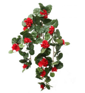 GERANIUM VINE