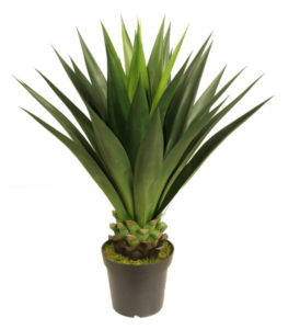 GIANT AGAVE