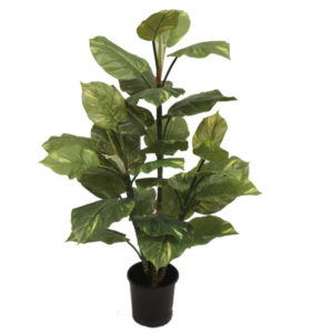 POTHOS PLANT
