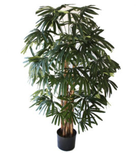 RAPHIS PALM