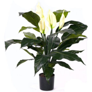 SPATHIPHYLLUM BUSH
