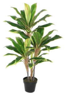 VARIGATED DRACENA PLANT